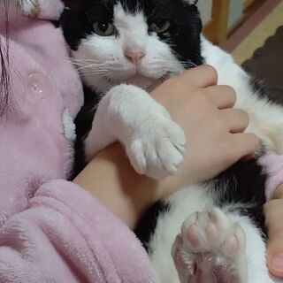 はちわれ五才