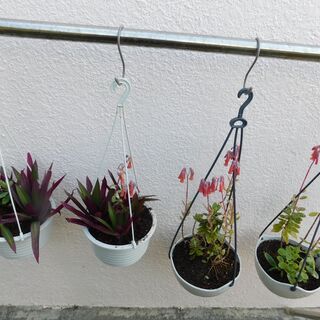 吊り下げ鉢植えー１