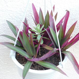 吊り下げ鉢植えー１の画像