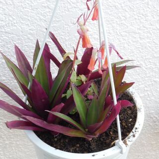 吊り下げ鉢植えー１の画像
