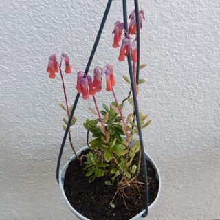 吊り下げ鉢植えー１の画像