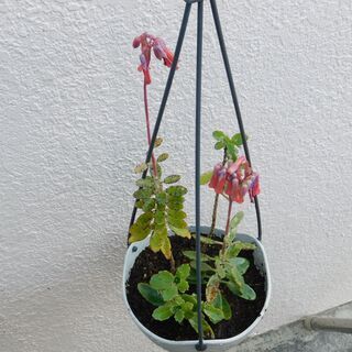 吊り下げ鉢植えー１の画像