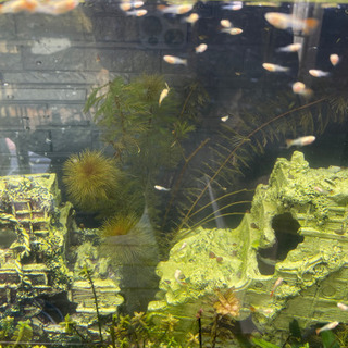 レッドフルタキシード　　グッピーお譲りします