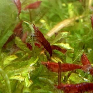 レッドチェリーシュリンプ(エビアクアリウム熱帯魚)