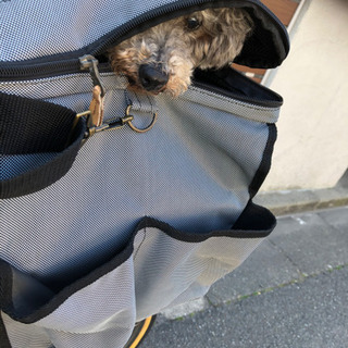 繁殖引退のトイプードル♀推定6歳 - 犬
