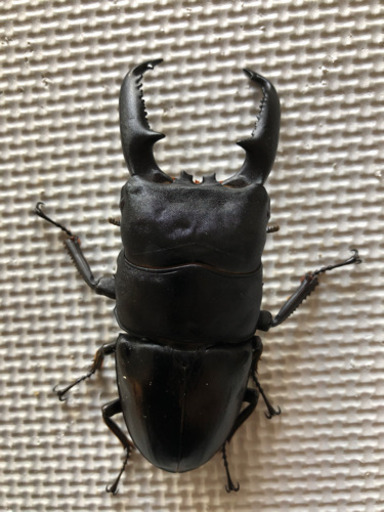 パラワンオオヒラタ