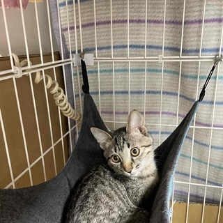 猫を幸せにする会、里親さん募集中です。