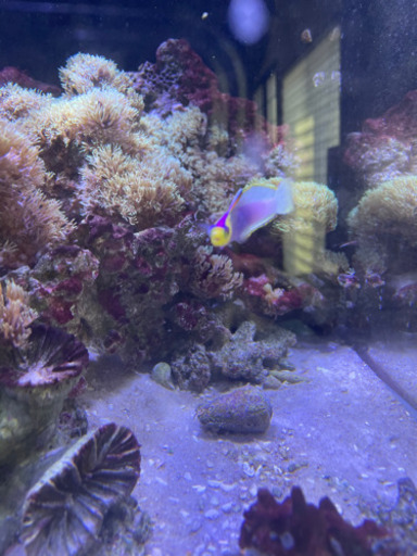 パープルファイヤゴビー　海水魚　熱帯魚