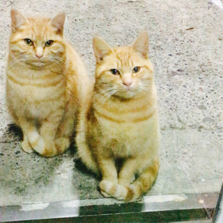 格闘技キッズクラス生徒募集の画像