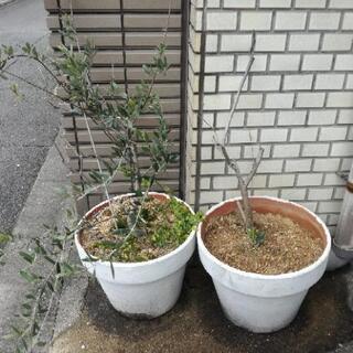 オリーブ　植木2つ