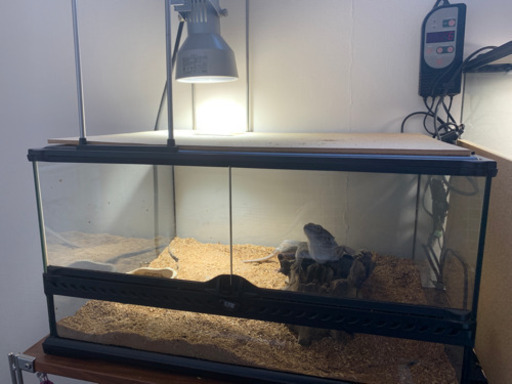 フトアゴヒゲトカゲ　2体分飼育セット