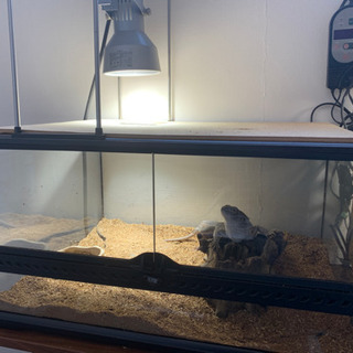 フトアゴヒゲトカゲ　2体分飼育セットの画像