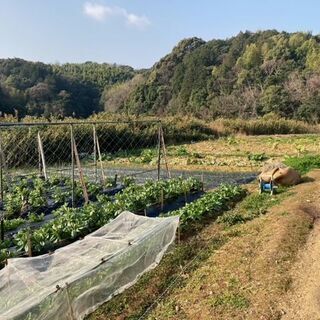 海南市且来の畑(約1000㎡)貸します！