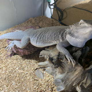 フトアゴヒゲトカゲ　2体分飼育セットの画像