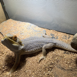 フトアゴヒゲトカゲ　2体分飼育セットの画像