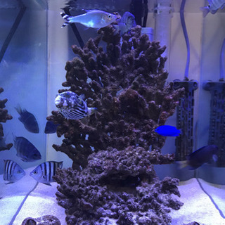 シマスズメダイとオヤビッチャの成魚お譲りします