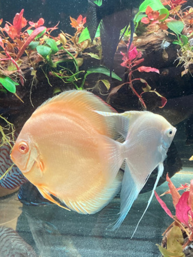 ディスカス　エンゼルフィッシュ　グッピー　熱帯魚　淡水