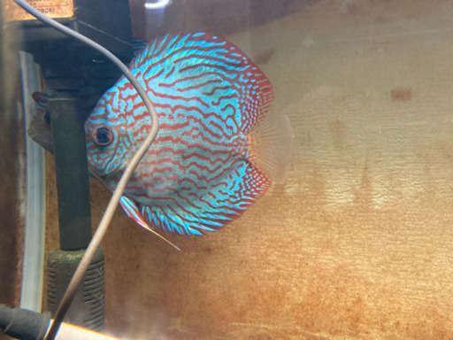 ディスカス　エンゼル　フィッシュ　グッピー　熱帯魚