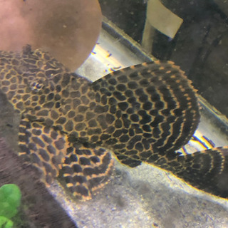 セルフィンプレコ　3匹　【バラ売り可】【発送可】の画像