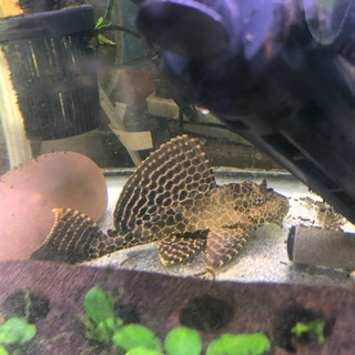 セルフィンプレコ　3匹　【バラ売り可】【発送可】