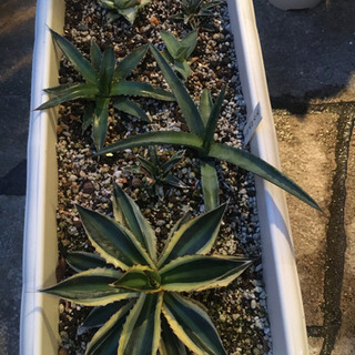 アガベの苗の寄せ植え