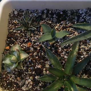 アガベの苗の寄せ植えの画像