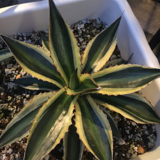 アガベの苗の寄せ植えの画像