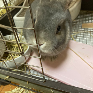ネザーランドドワーフ 2018.10.16生　血統書付き - 加古川市