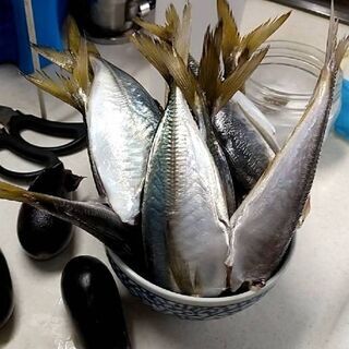 釣り未初級者体験会♪  釣り初心者集まれ～☆の画像