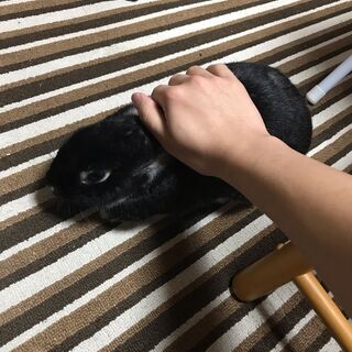うさぎ(ネザー)♀3才里親募集　こちらで配送まで行います