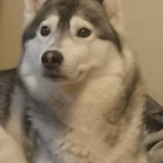 ハスキー犬、貰って下さい。飼って下さい。