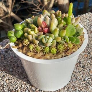 多肉植物🌵ﾐﾆﾐﾆ寄せ植えの画像