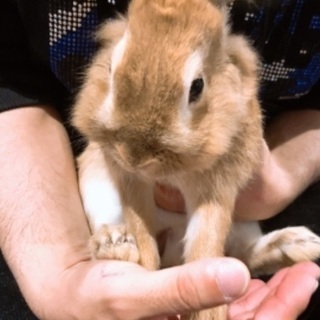 ライオンラビット　ミニウサギ★オス★