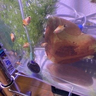 ミッキーマウスプラティ(10匹セット)の画像