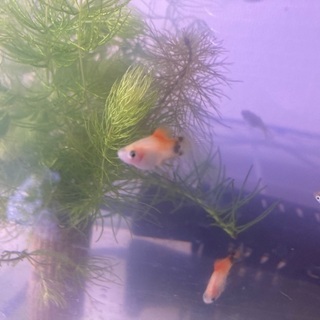 ミッキーマウスプラティ(10匹セット)の画像