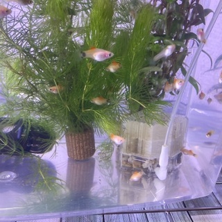 ミッキーマウスプラティ(10匹セット)の画像