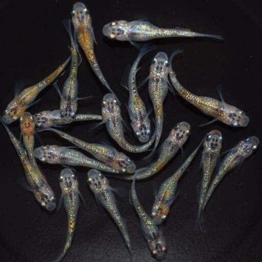 ラメめだか 20匹 2000円