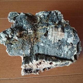 未使用■コルク樹皮■ 蘭、エアープランツ、爬虫類用に、、の画像