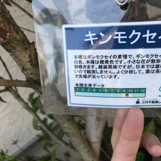 ☆お取引き中　庭木【シンボルツリー】差し上げますの画像