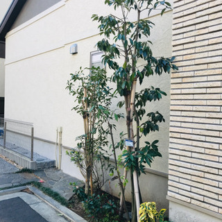 ☆お取引き中　庭木【シンボルツリー】差し上げますの画像