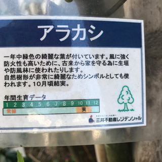 ☆お取引き中　庭木【シンボルツリー】差し上げますの画像