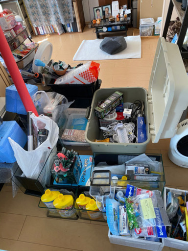 今日中なら間に合う‼️メダカ・熱帯魚・用品など一式