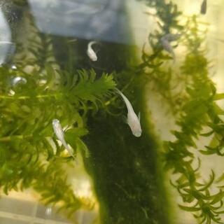 メダカ5匹　ミナミヌマエビ3匹セット