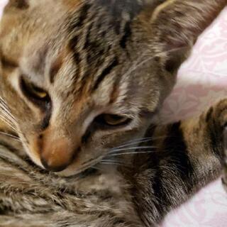再投稿です。トライアル決まりました