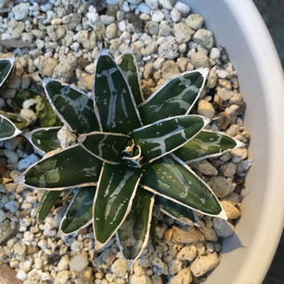 アガベの苗の寄せ植えの画像