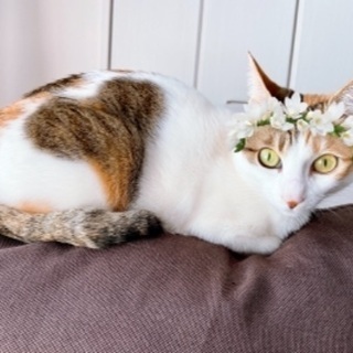 4歳三毛猫
