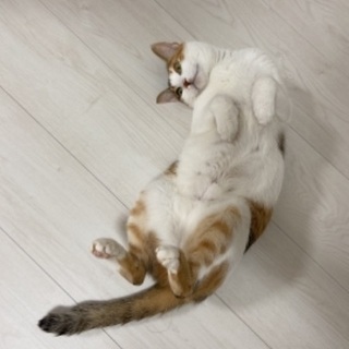 4歳三毛猫 - 猫