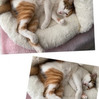 4歳三毛猫 - 福岡市