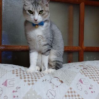 写真の飼い猫を探してます！ご連絡ください！