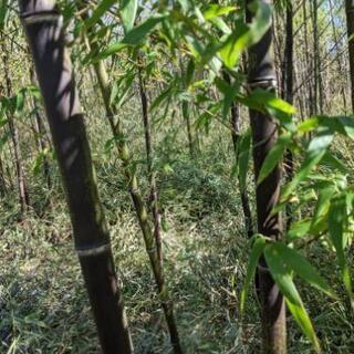 黒竹畑に植わってます。選んでください。